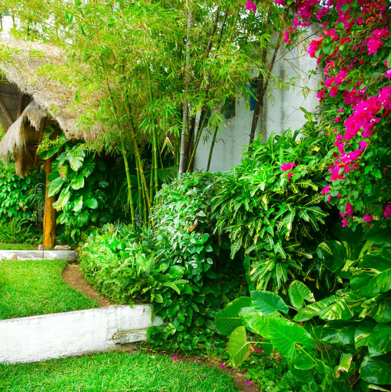Tropical Garden Gallery 3